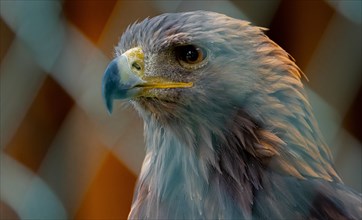 Black kite (Milvus migrans), bird of prey, bird