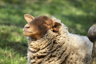 Portrait of a Coburg Fox sheep (Coburger Fuchsschaf) with a brown head. The sheep has its head