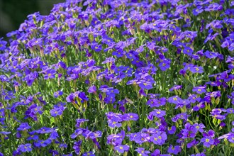 Aubrieta (Aubrieta), Allgaeu, Swabia, Bavaria, Germany, Europe