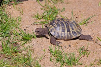 Hermann's tortoise (testudo hermanni), walking on soft ground, captive, Rhineland-Palatinate,