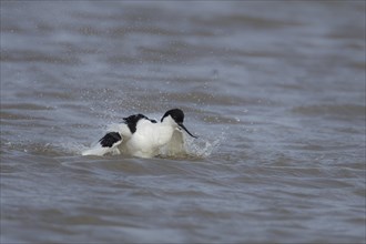 Pied avocet (Recurvirostra avosetta) adult bird flapping its wings in a lagoon, England, United