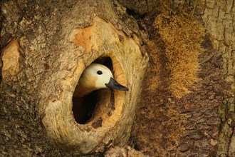 Ruddy shelduck (Tadorna ferruginea) female animal looking out of a tree cavity in an old ash tree