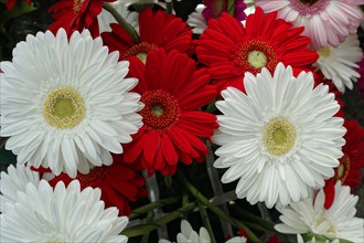 Bright bouquet of white and red Common daisies, (Gerber daisy) flower sale, Central Station,