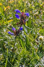 Flowering (Dracocephalum ruyschiana) wildflower on a meadow