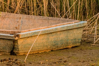 Abandoned fishing boat sitting in tall reeds and mud in NamHae, South Korea, Asia