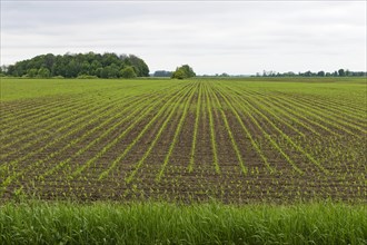 Agriculture, maize seedlings, Province of Quebec, Canada, North America