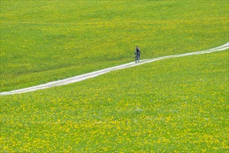 Woman (60-65) cycling through a common dandelion (Taraxacum sect. Ruderalia) in spring, meadow near