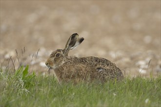 European brown hare (Lepus europaeus) adult animal feeding in a grass field, England, United