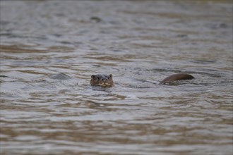 European otter (Lutra lutra) adult animal swimming in a river, Suffolk, England, United Kingdom,
