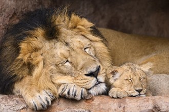 Asiatic lion (Panthera leo persica) male cuddeling with a cute cub, sleeping, captive, habitat in