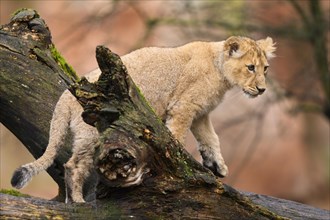 Asiatic lion (Panthera leo persica) cub climbing on a tree trunk, captive, habitat in India