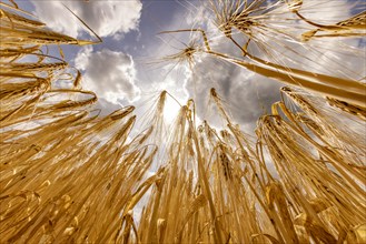 Sun breaking through the grain in a field with Barley and wide blue sky and clouds from a