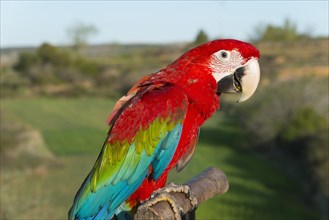 Close-up of a Scarlet macaw looking proudly at the camera, with natural surroundings in the