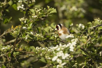 European goldfinch (Carduelis carduelis) adult bird on a flowering Hawthorn tree, England, United