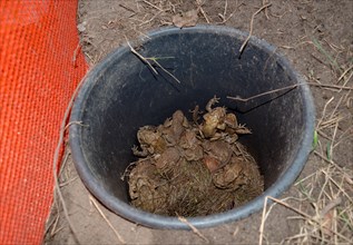 Common toads (Bufo Bufo), males, females, pairs in amplexus and single animals, green frog or water