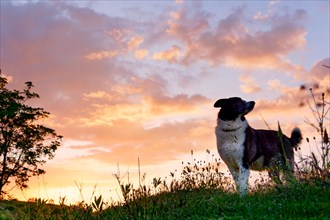 A dog in profile while the sun sets behind the valley. Light from sunlight and border collie. Dog