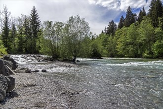 Illersprung, confluence of the Trettach, Breitach and Stillach rivers, between Oberstdorf and Fish,