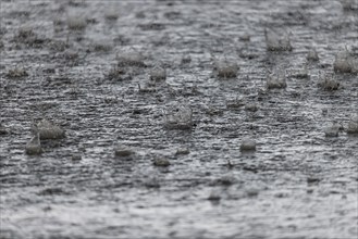 Raindrops falling on a flooded dirt track in the north-west of Frankfurt am Main, Frankfurt am