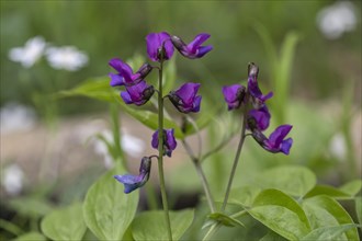 Spring vetch (Lathyrus vernus), Hainich, Thuringia, Germany, Europe