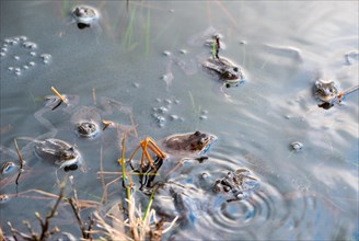 Common frog (Rana temporaria), amphibian of the year 2018, several frogs swimming in a pond with