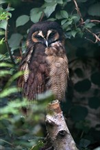 Brown wood owl (Strix leptogrammica), adult, on tree, vigilant, captive