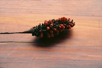 A dried up Italian Arum or Arum Italicum seed pod on a wooden surface