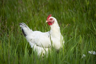 A free-range white chicken in a meadow