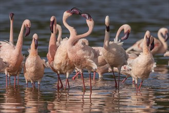 Lesser Flamingos (Phoeniconaias minor), Lake Ndutu, Ndutu Conservation Area, Tanzania, Africa