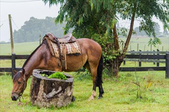 Beautiful horse in native field on rainy day, Cambara do sul, Rio Grande do sul, Brazil, South