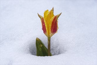 Tulip blossom in the snow surprised by the snow in spring, Valais, Switzerland, Europe