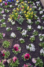Pansies (Viola x wittrockiana), and daffodils (Narcissus), Allgaeu, Swabia, Bavaria, Germany,