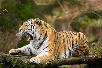 Yawning Siberian tiger or Amur tiger (Panthera tigris altaica) lying on the ground, captive,