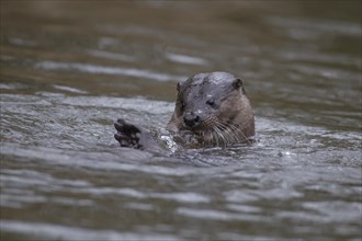 European otter (Lutra lutra) adult animal in a river, Suffolk, England, United Kingdom, Europe