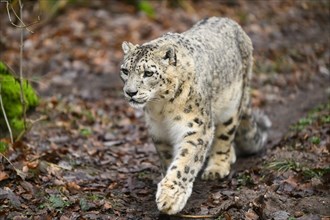 Snow leopard (Panthera uncia) sneaking through the forest, captive, habitat in Asia