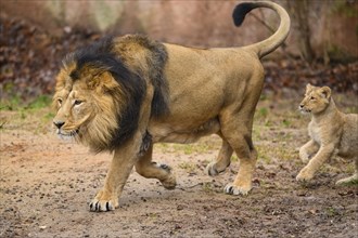 Asiatic lion (Panthera leo persica) male running with his cub, captive, habitat in India
