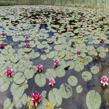 Water lilies (Nymphaea), Schwanseepark, near Fuessen, Ostallgaeu, Bavaria, Germany, Europe
