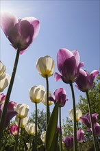 Underneath view of mauve and white Tulipa, Tulip flowers against a blue sky with sunflare effect in