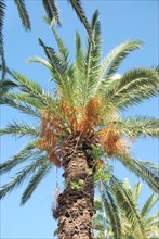 Date palm