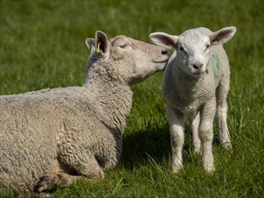 A sheep and a lamb on the dyke at the natural beach Hilgenriedersiel on the North Sea coast,