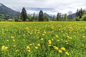 Common dandelion (Taraxacum), flowering dandelion field, behind mountains of the Allgaeu Alps,