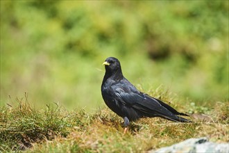 Yellow-billed chough (Pyrrhocorax graculus) sitting on a meadow in the mountains at