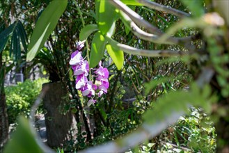Image of tropical garden in which grow beautiful orchids