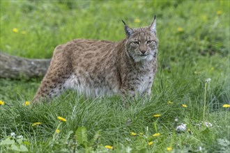 Eurasian lynx (Lynx lynx), captive), coordination enclosure Huetscheroda, Thuringia, Germany,