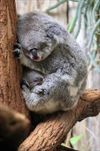 Koala (Phascolarctos cinereus), adult with young animal, sleeping, on tree, mother with young