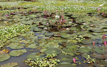 Nymphaea pubescens or hairy water lily or pink water lily, Backwaters, Kerala, India, Asia