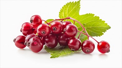 Fresh red currants with a vibrant green leaf, illustrating ripeness and natural beauty, AI