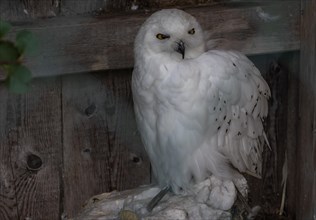 Snowy owl (Bubo scandiacus), bird, white, owl