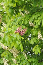 Chestnut blossom, April, Germany, Europe