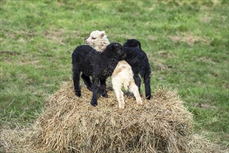Two black and white-brown lambs playing on a hay bale. Ouessant sheep (Breton dwarf sheep) and