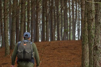 Fisherman walking in pine forest, Cambara do sul, Rio Grande do sul, Brazil, South America